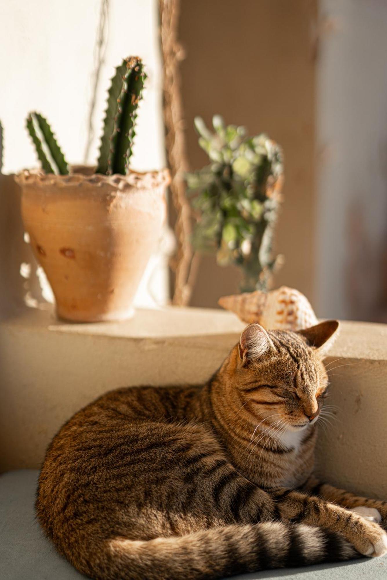 Dar Afoulky Maison D'Hotes Sidi Kaouki Bagian luar foto